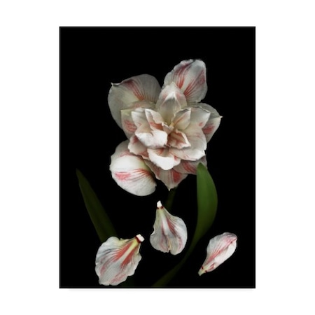 Susan S. Barmon 'Pink And White Amaryllis' Canvas Art,14x19